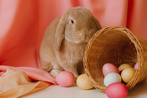 Easter bunny_the english studio